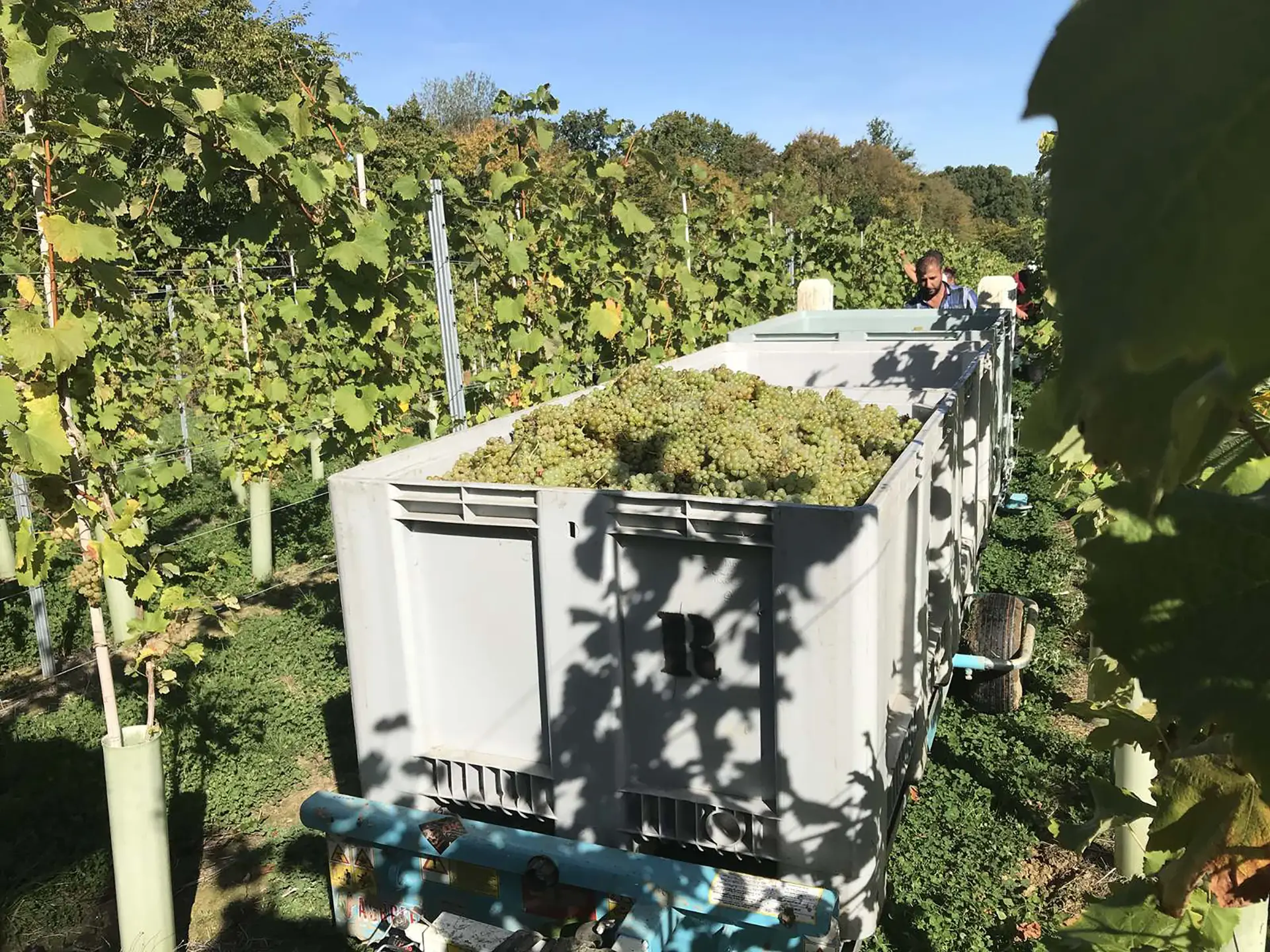 rimorchio-agricolo-per-colture-filari
