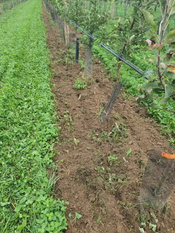 diversi-modelli-switch-system-bio-fruit